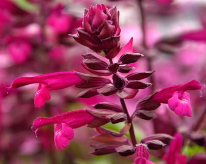 Salvia x buchananii 'Love and Wishes' Magenta flowers emerging from dark burgundy calyces.
