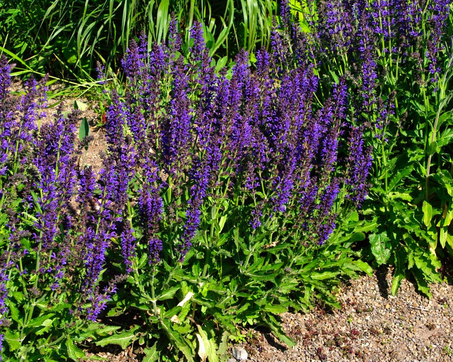 Salvia x Sylvestris  'Rugen' has violet flowers that are paler than 'Mainacht