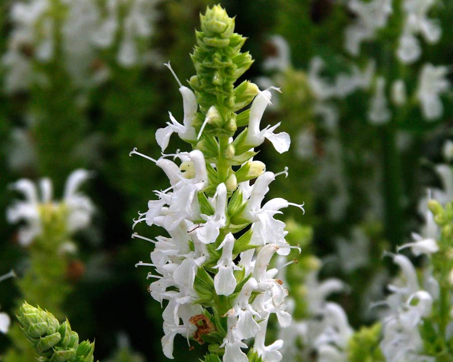 Salvia x Sylvestris  'Schneehugel' - Green calyces and white flowers