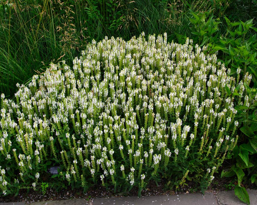 Salvia x Sylvestris  'Schneehugel' - garden border Wisley UK
