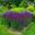 Salvia x Sylvestris  'Dear Anja' - neat clumping perennial adds wonderful colour to garden borders