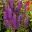 Salvia x sylvestris 'Viola Klose'  Flowers spikes with whorls of pale violet flowers