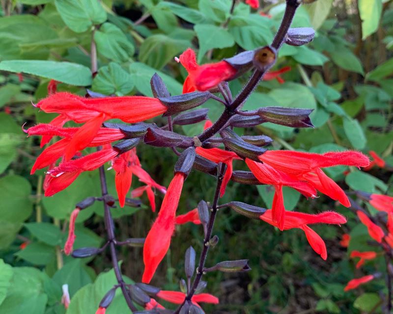 Salvia gesneriiflora 'Tequila'- Grapefruit Sage - bright red flowers and dark almost black calyces.