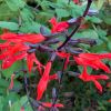 Salvia gesneriiflora 'Tequila'- Grapefruit Sage - bright red flowers and dark almost black calyces.