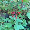 Salvia gesneriiflora 'Tequila'- Grapefruit Sage - bright red flowers, dark calyces and stems
