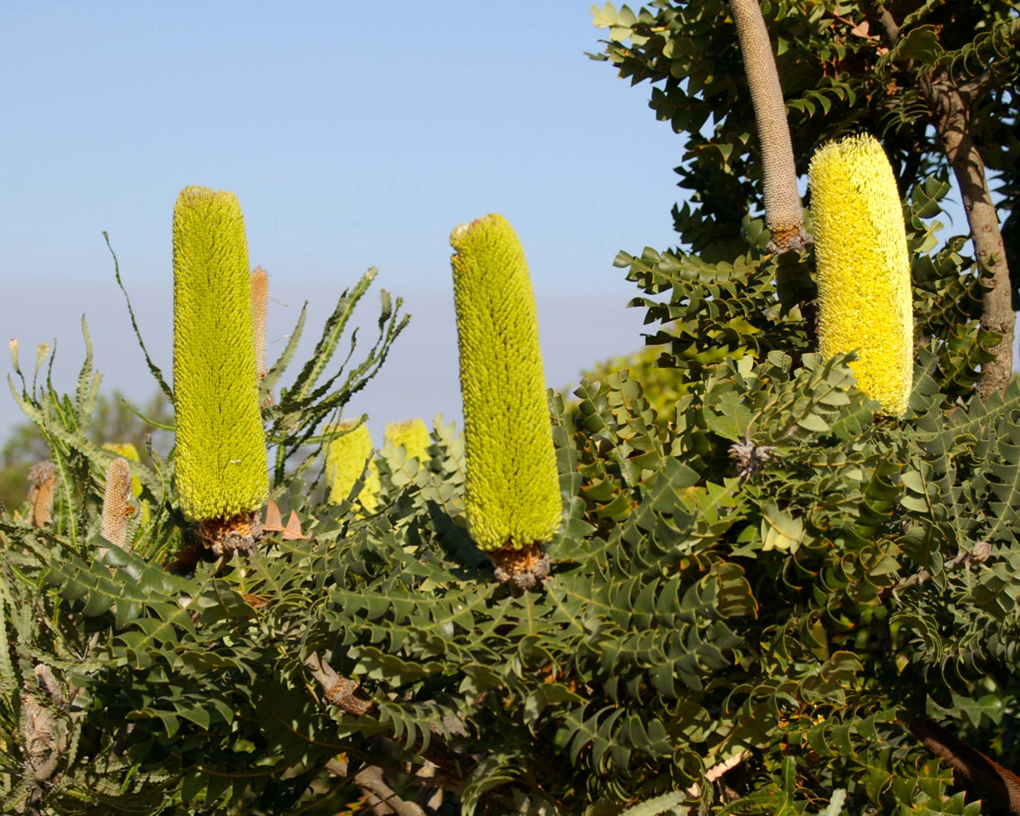 Banksia grandis - large cylindrical yellow flower spikes