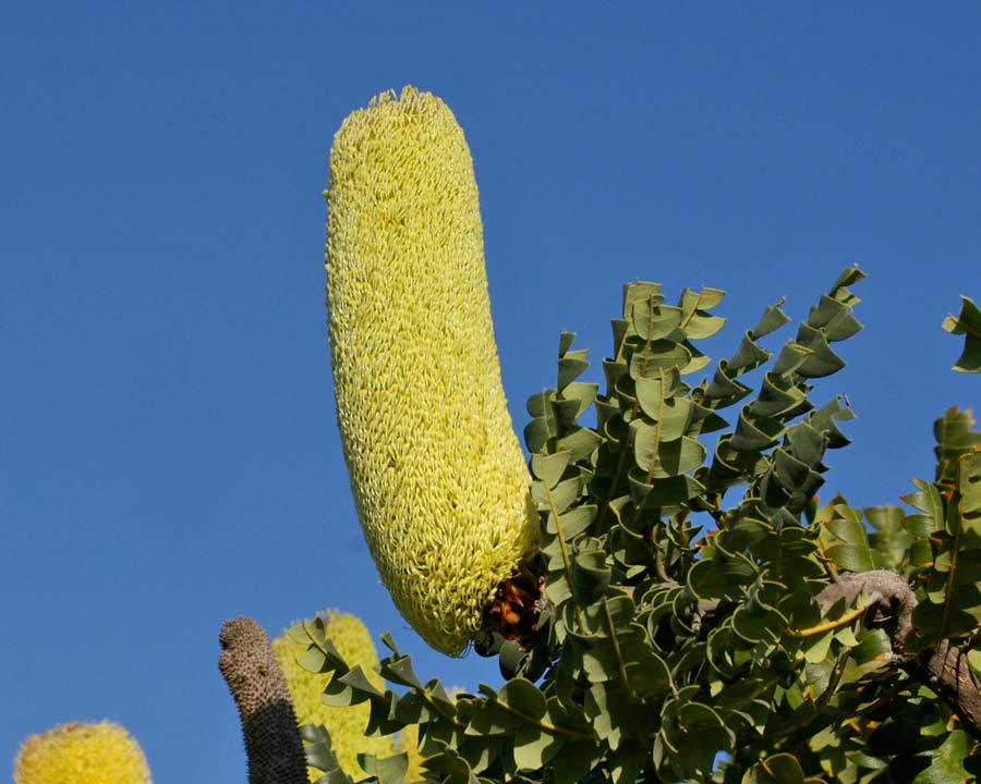 Large cylindrical flowers spike of Banksia grandis