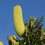 Banksia grandis 