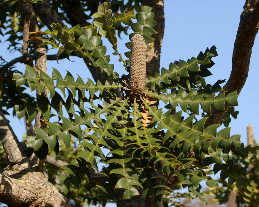 Banksia grandis - large triangular lobed leaves growing around base of cone