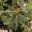 Banksia grandis - Deep triangularly lobed leaves