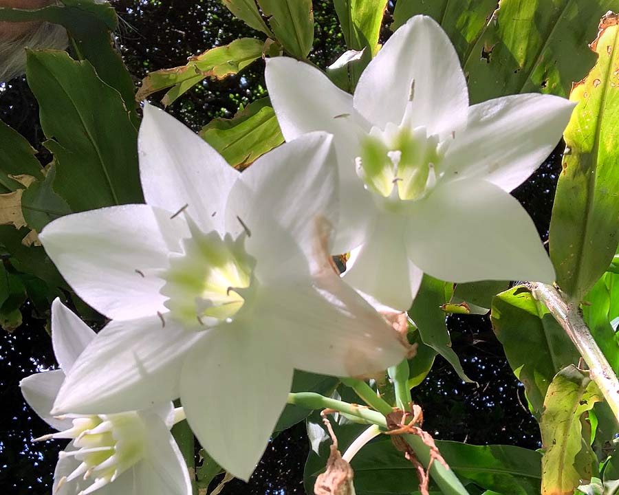 Eucharis amazonica - Amazon Lily