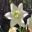 Eucharis amazonica - Amazon Lily - umbels of large jonquil-like white flowers