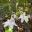 Eucharis amazonica - Amazon Lily - umbels of large daffodil-like white flowers