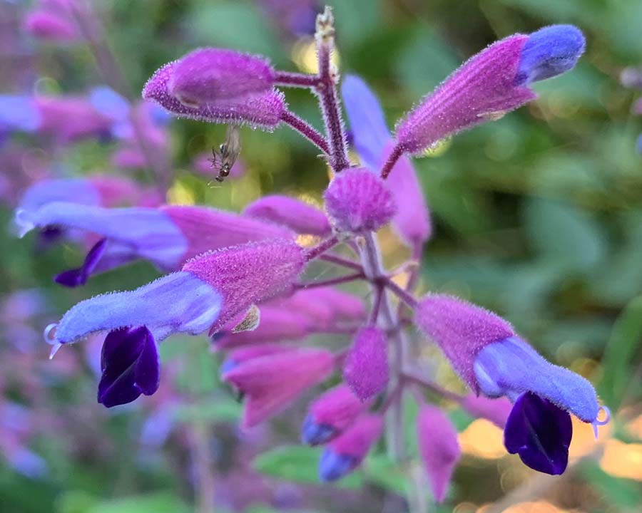 Salvia semiatrata - Upper lip and calcyes covered with tiny hair and droplets of essential oils