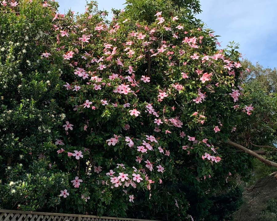Hibiscus rosa sinensis 'Apple Blossom'