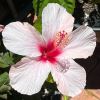 Hibiscus rosa sinensis 'Apple Blossom' - pale pink funnelform flowers