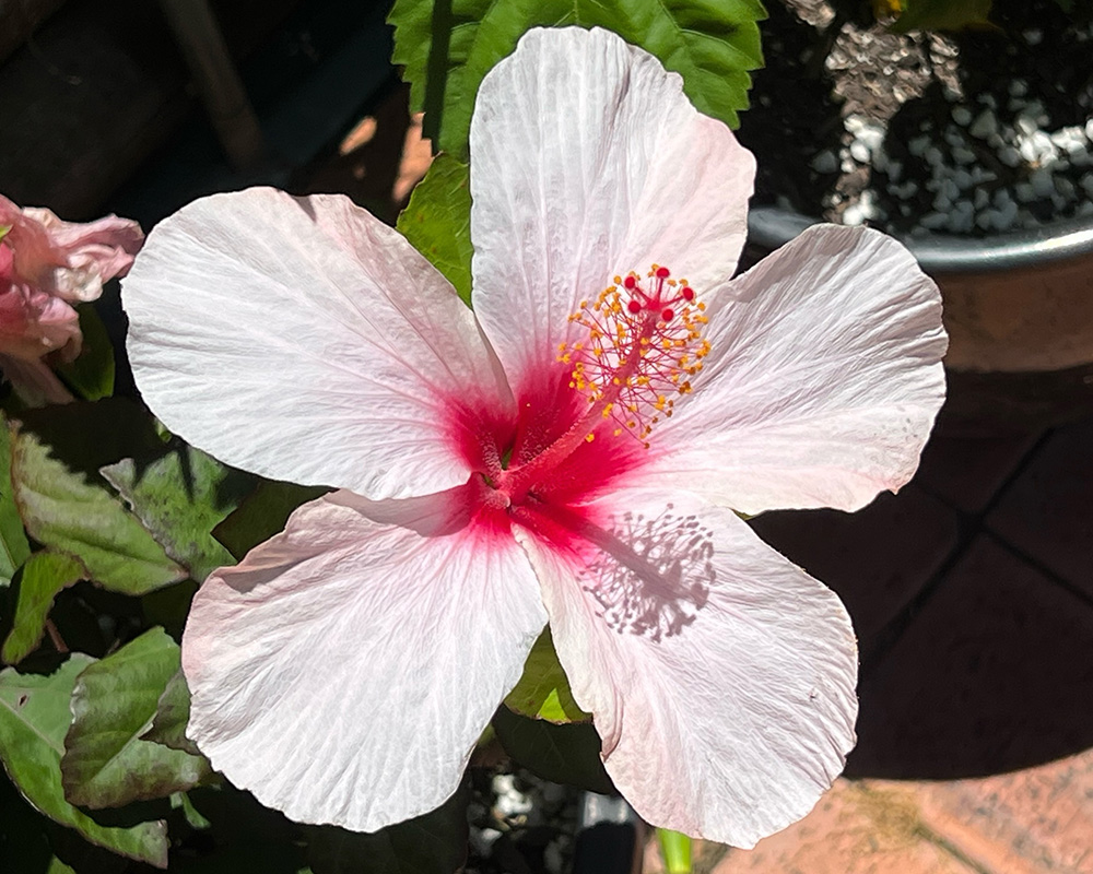 Hibiscus rosa sinensis 'Apple Blossom' - pale pink funnelform flowers