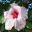 Hibiscus rosa sinensis 'Apple Blossom'