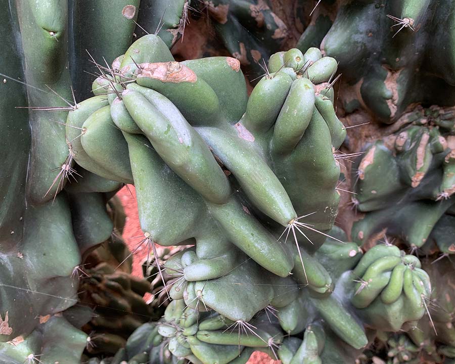 Cereus uruguayanus monstrous, Candelabra Cactus