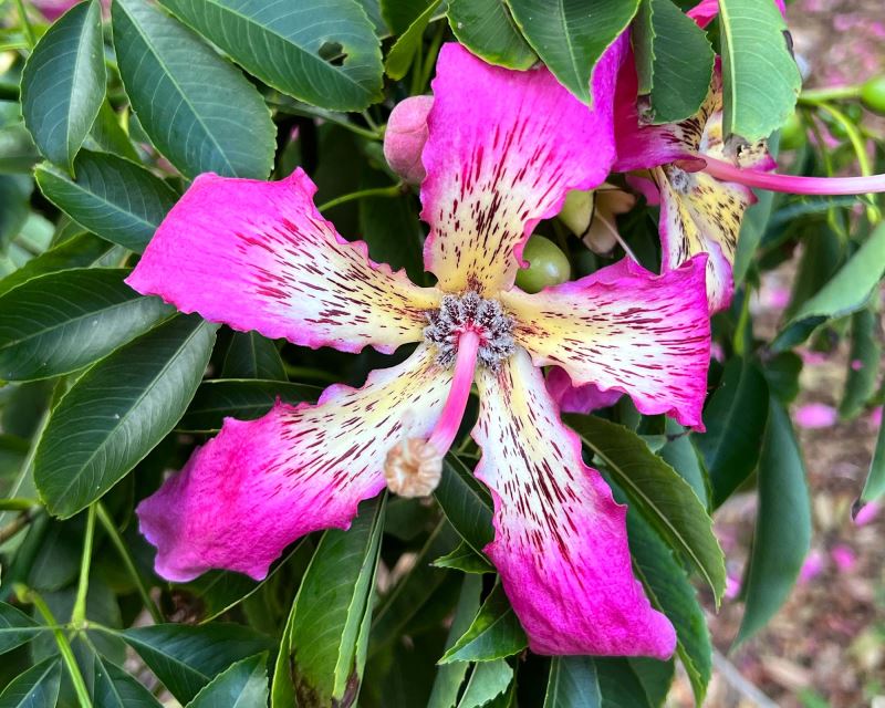 Ceiba speciosa - large deep pink flowers