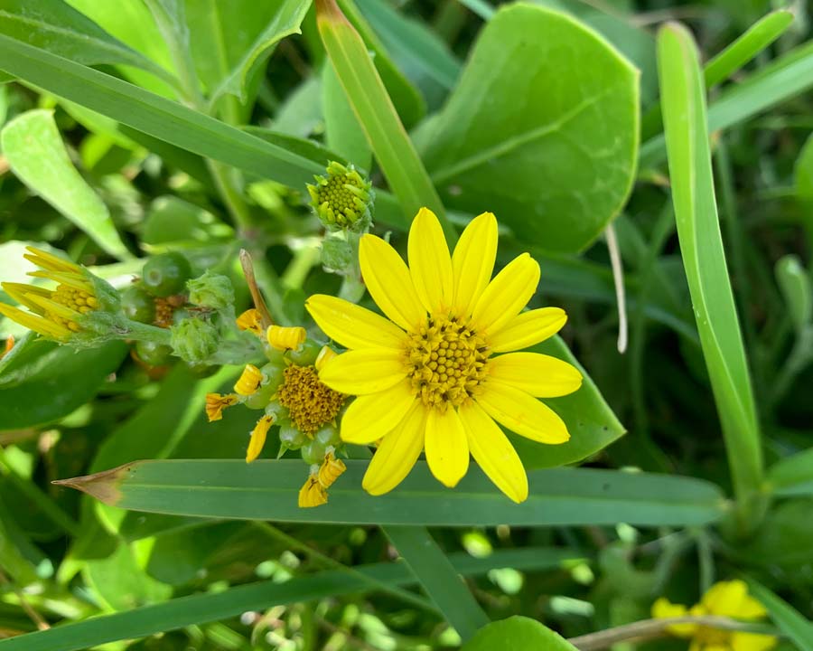 Chrysanthemoides monilifera, Boneseed or Bitou Bush