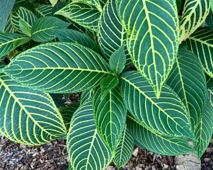 Sanchezia speciosa - deep green leaves with yellow veins