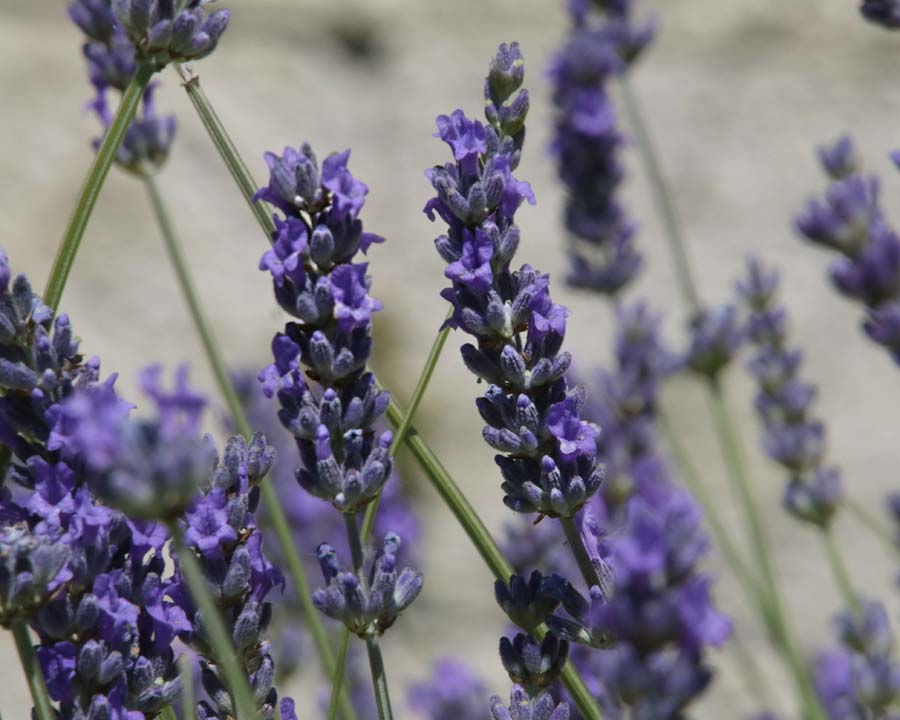 Lavandula x intermedia, Provence Lavender