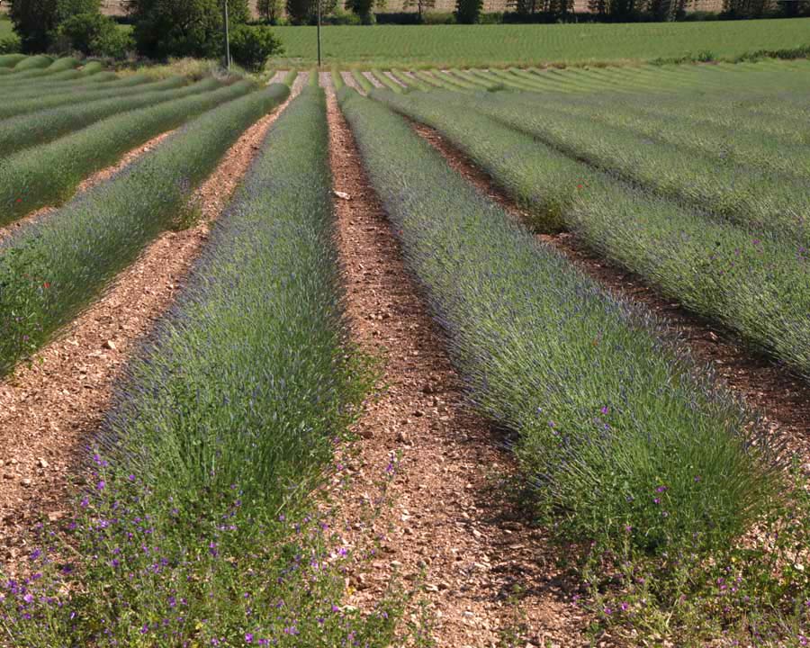 Lavandula x intermedia - growing commercially in Provence, around two weeks prior to full bloom for harvest.
