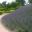 Lavandula x intermedia 'Olympia' - Lavender Hill lookout Wisley