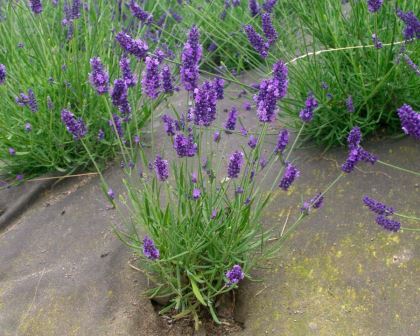 Lavandula x intermedia 'Olympia', Provence Lavender