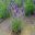 Lavandula x intermedia 'Olympia', Provence Lavender