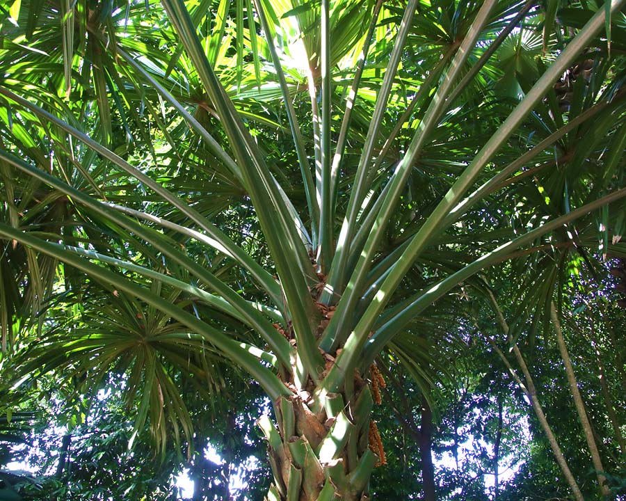 Borassodendron machadonis, Elephant Palm