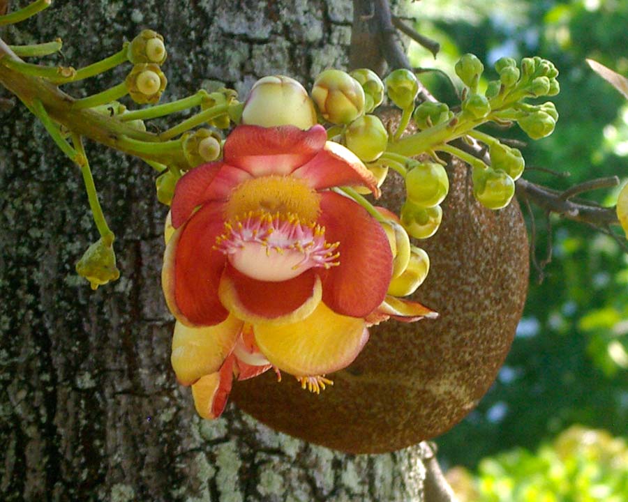 Couroupita guianensis - Huge cannon ball fruit and large salmon pink and yellow flowers