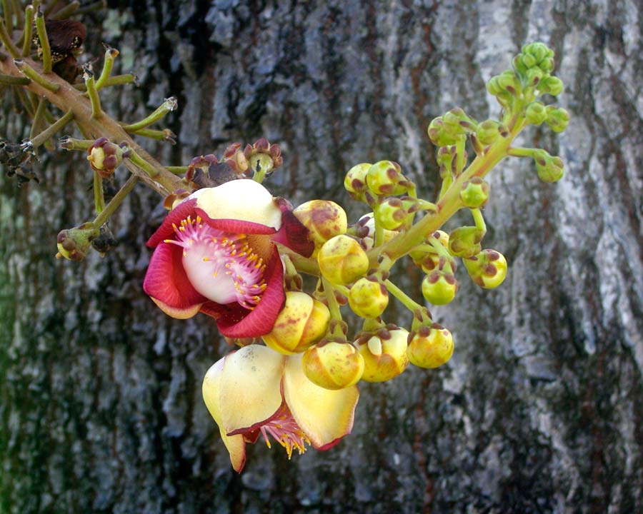 Couroupita guianensis, Cannonball Tree