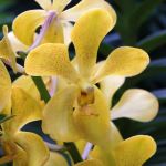 Aranda Orchid hybrids 