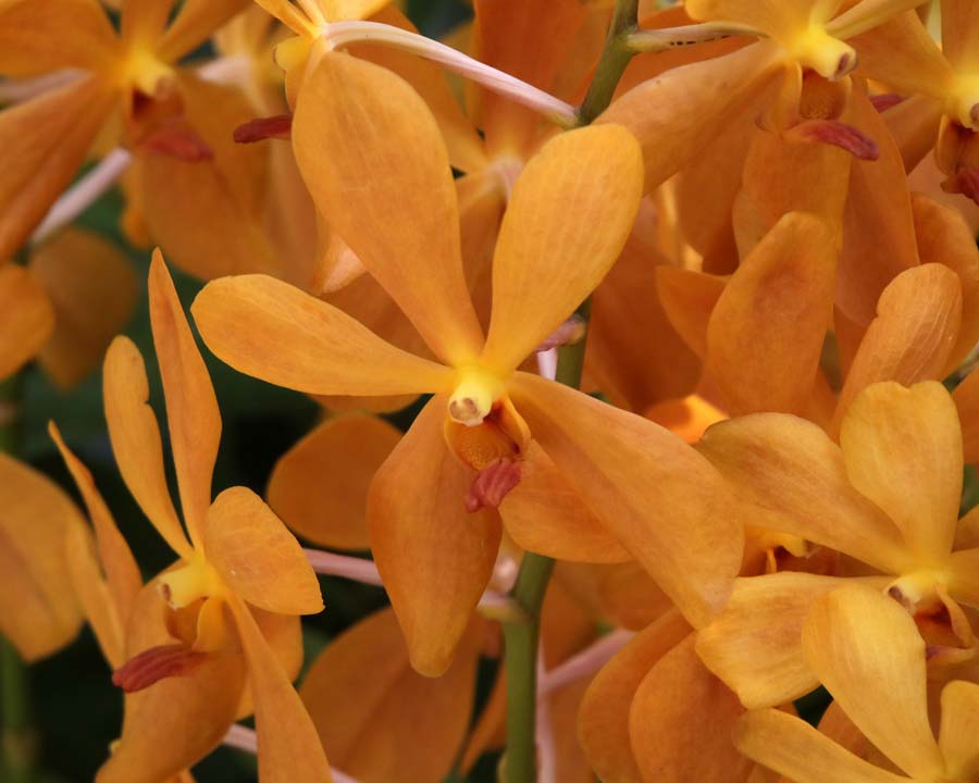 Aranda orchid hybrid - 'Jitti Gold'