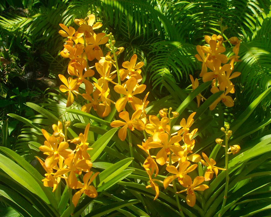 Aranda Singa Gold - Deep sunshine yellow flowers