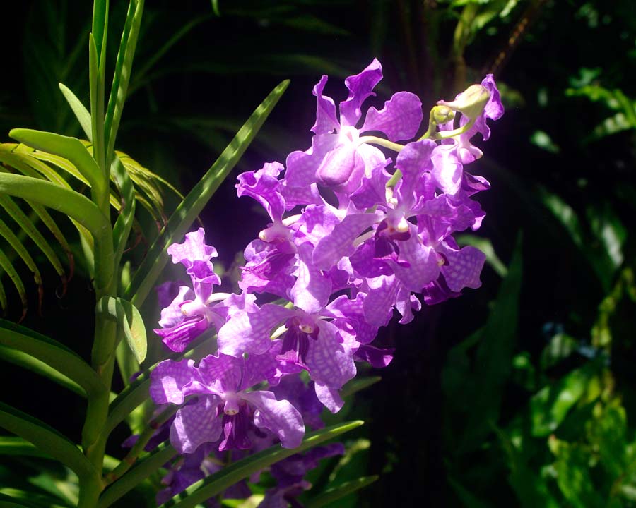 Papilionanda 'Ernest Chew' - orchid with purple and white flowers