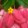 Mussaenda erythrophylla - large soft pink bracts and small, yellow star-like flowers