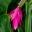 Aechmea mariae-reginae - has showy pink bracts below the flower spike