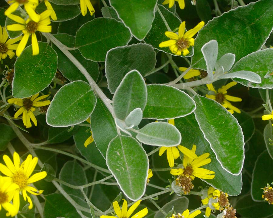 Brachyglottis laxifolia - discolorous oval shaped leaves