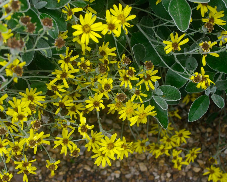 Brachyglottis laxifolia - medium size shrub bears masses of yellow daisy-like flowers in Summer