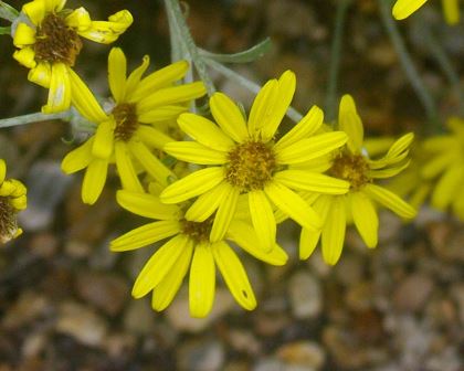 The yellow daisy-like flowers of Brachyglottis laxifolia