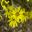 The yellow daisy-like flowers of Brachyglottis laxifolia