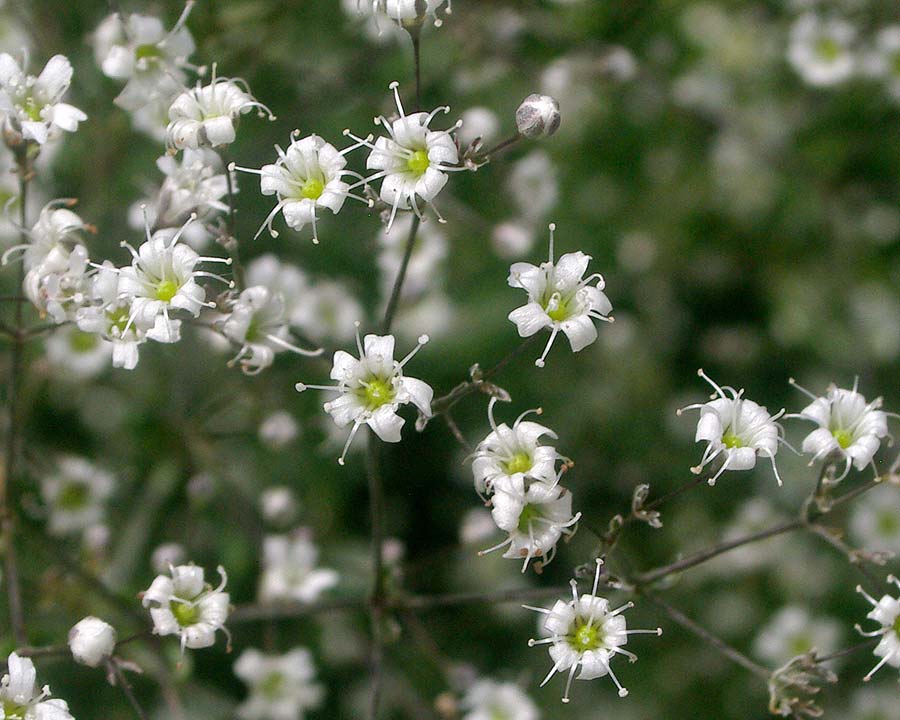 Gypsophila paniculata - Baby's Breath - tiny white flowers