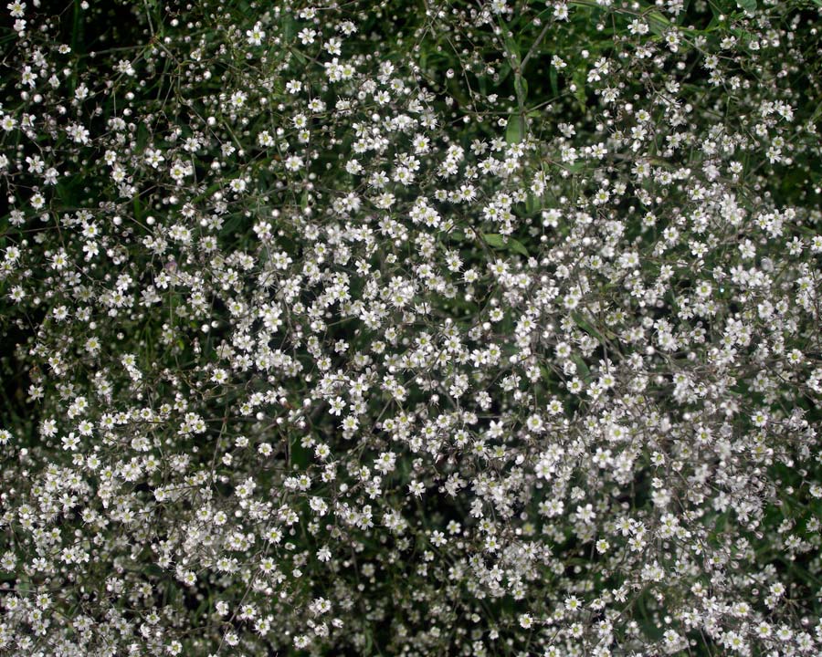 Gypsophila paniculata - Baby's Breath - masses of tiny white flowers