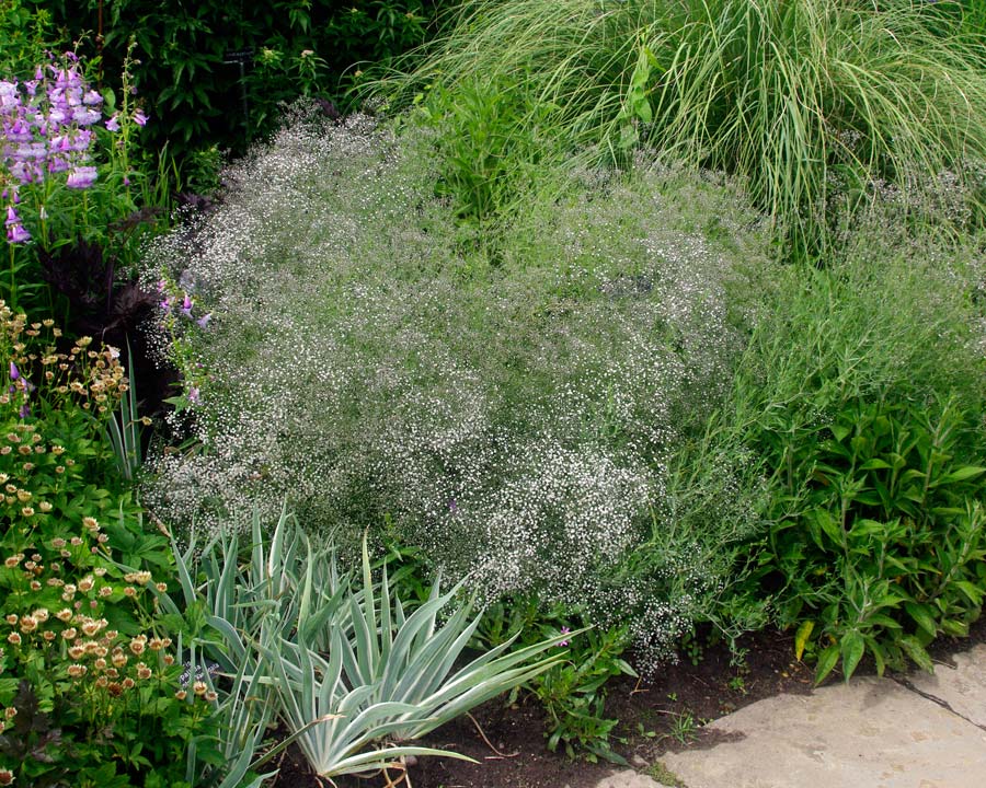Gypsophila paniculata - Baby's Breath - soft cloud-like quality used for contrast and as a filler in herbaceous borders