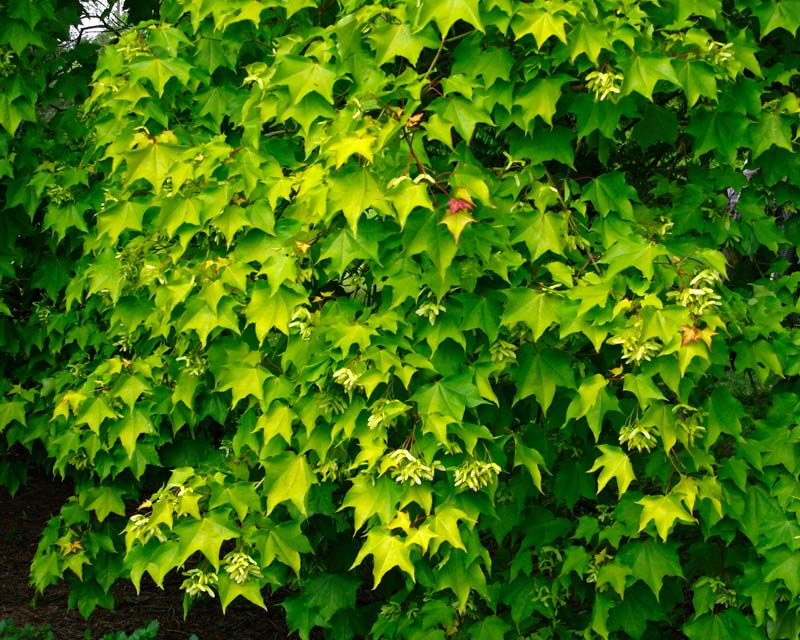 Acer cappadocicum Aureum