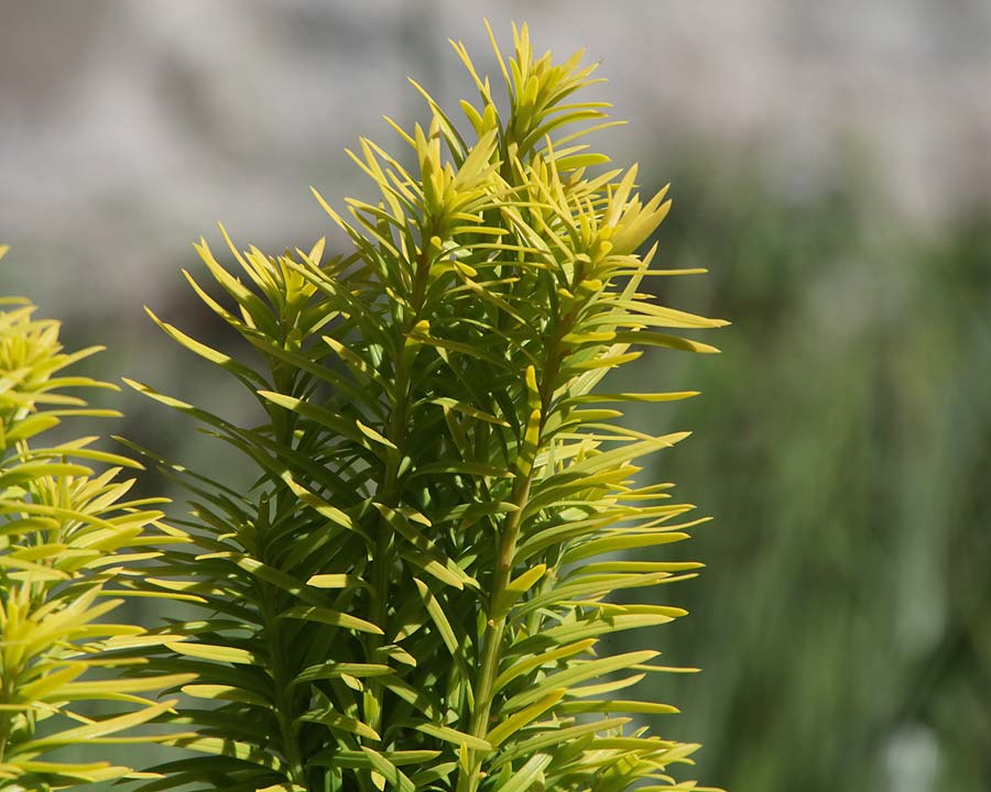 Taxus baccata 'Standishii'
