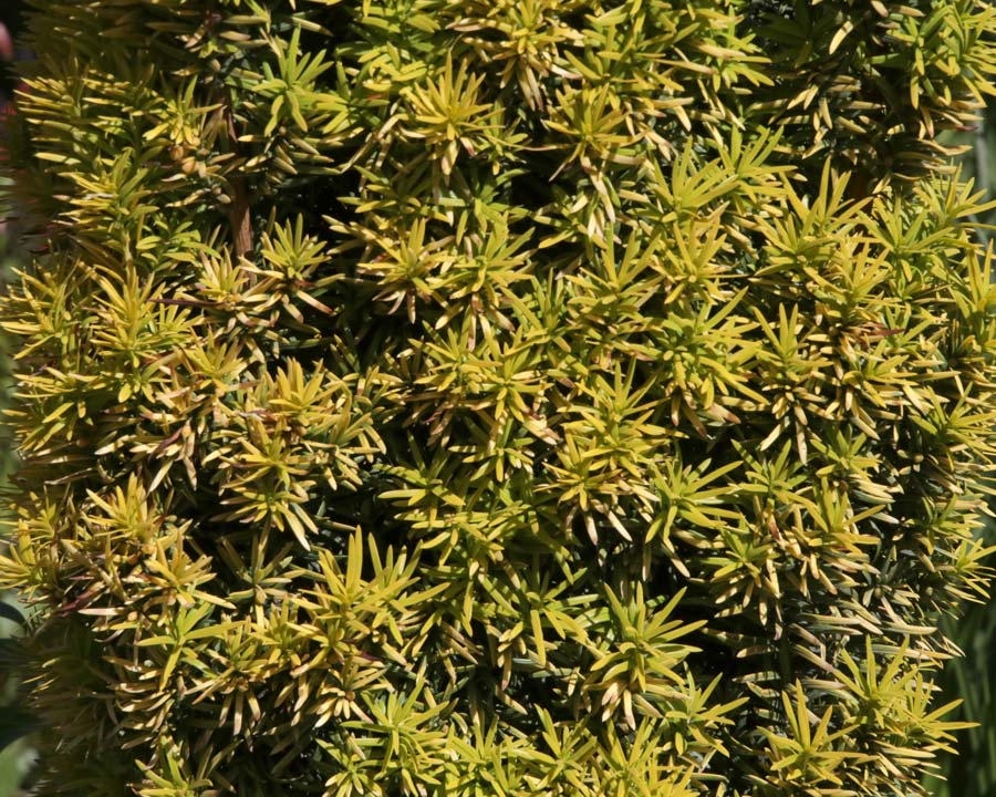 Taxus baccata 'Standishii'